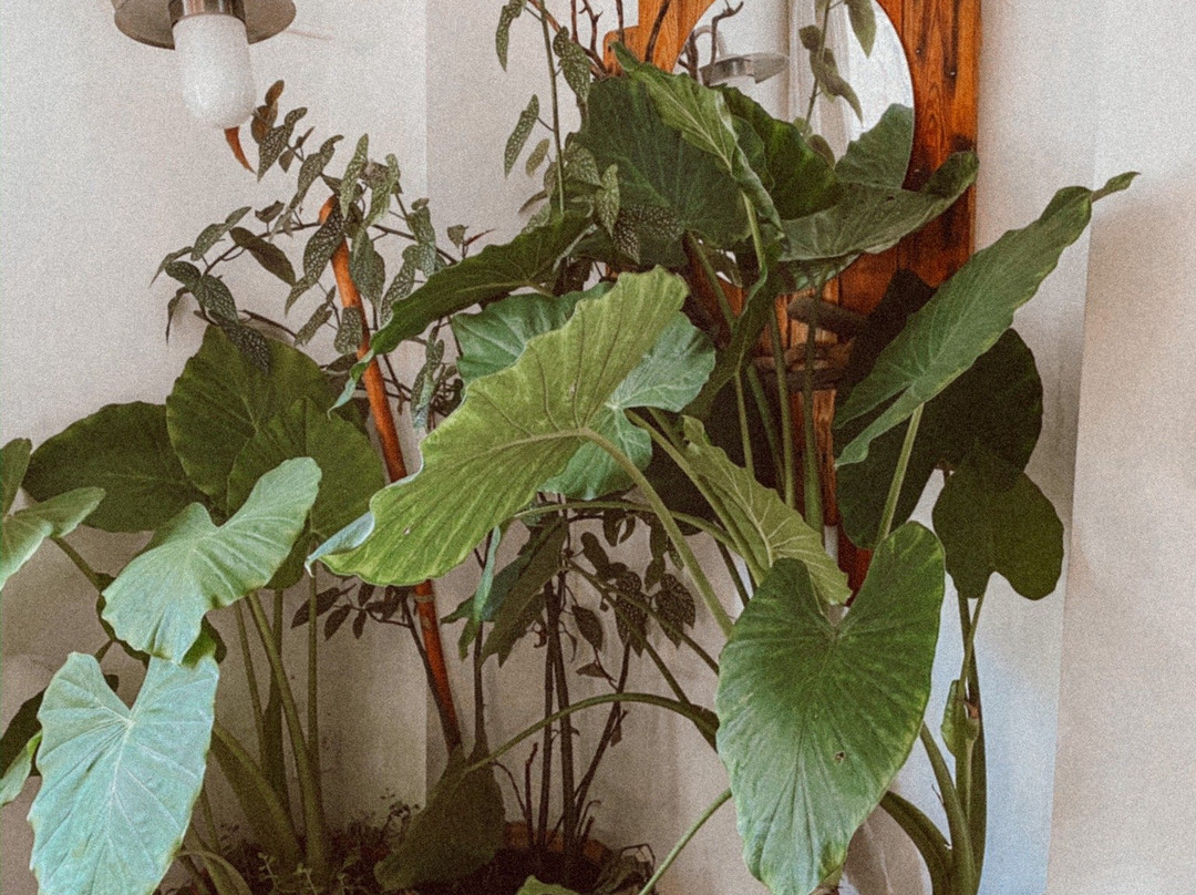 Semiramis Hotel主图