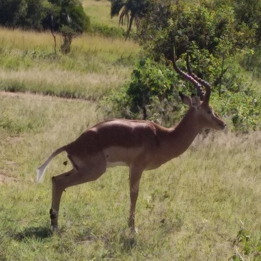 Migration at Serengeti National Park-塞伦盖蒂国家公园必去景点