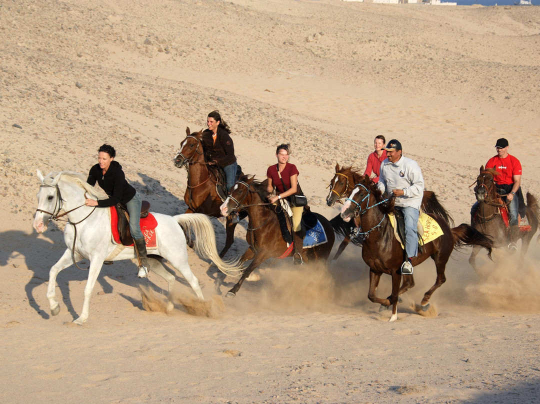 Sharm-达哈卜必去景点