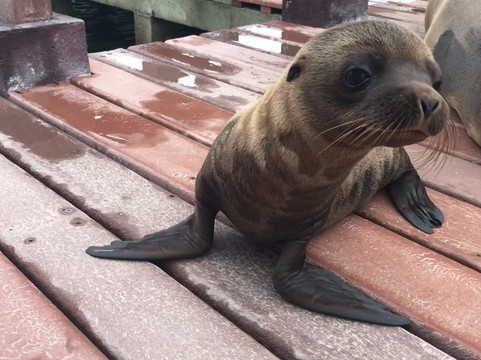 Good Life Expeditions-利马必去景点