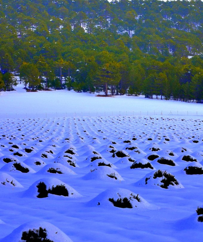 Gundogar Lavanta Bahceleri-Acipayam必去景点