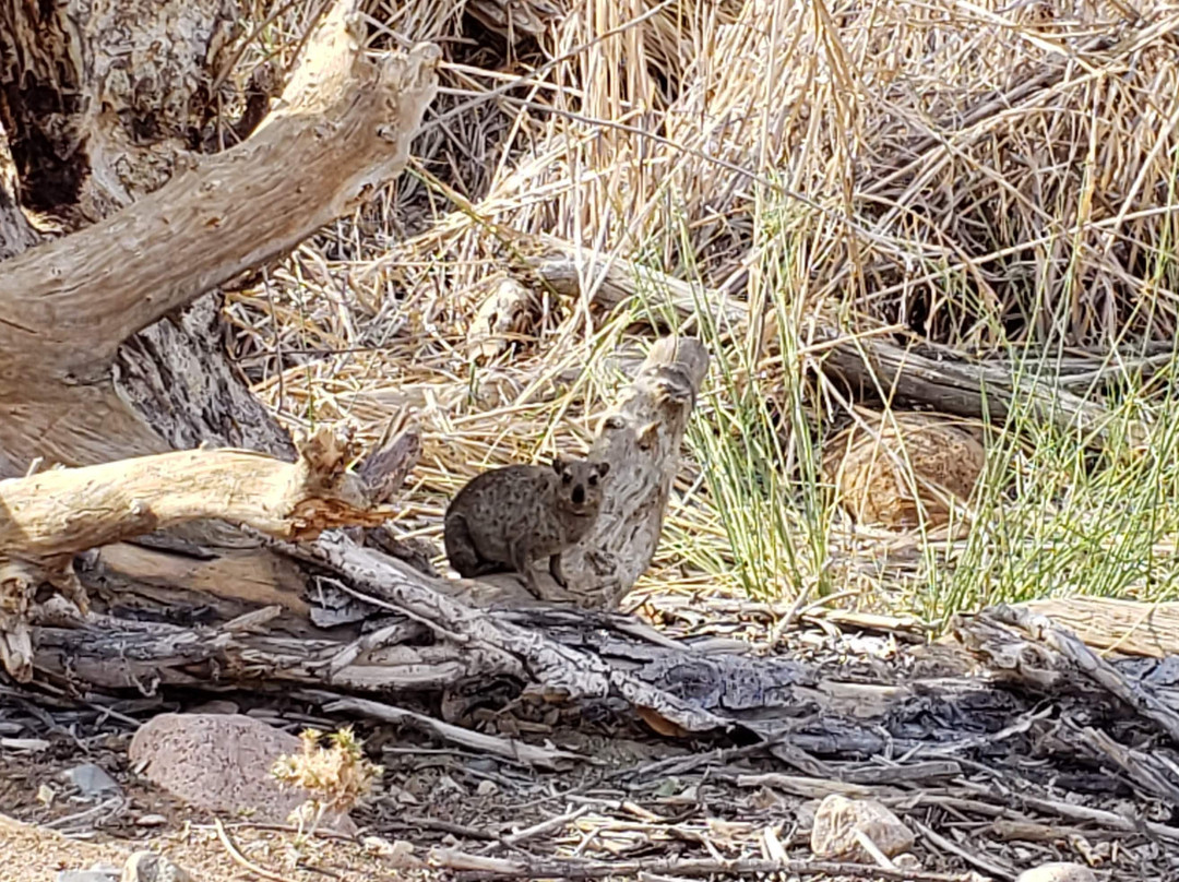 Brandberg Mountain-达马拉兰必去景点