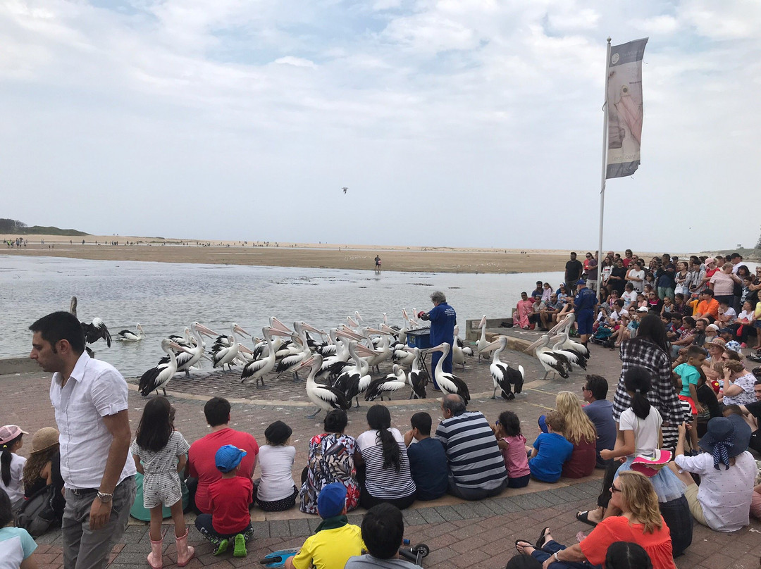 The Entrance Pelican Feed-恩瑞斯必去景点