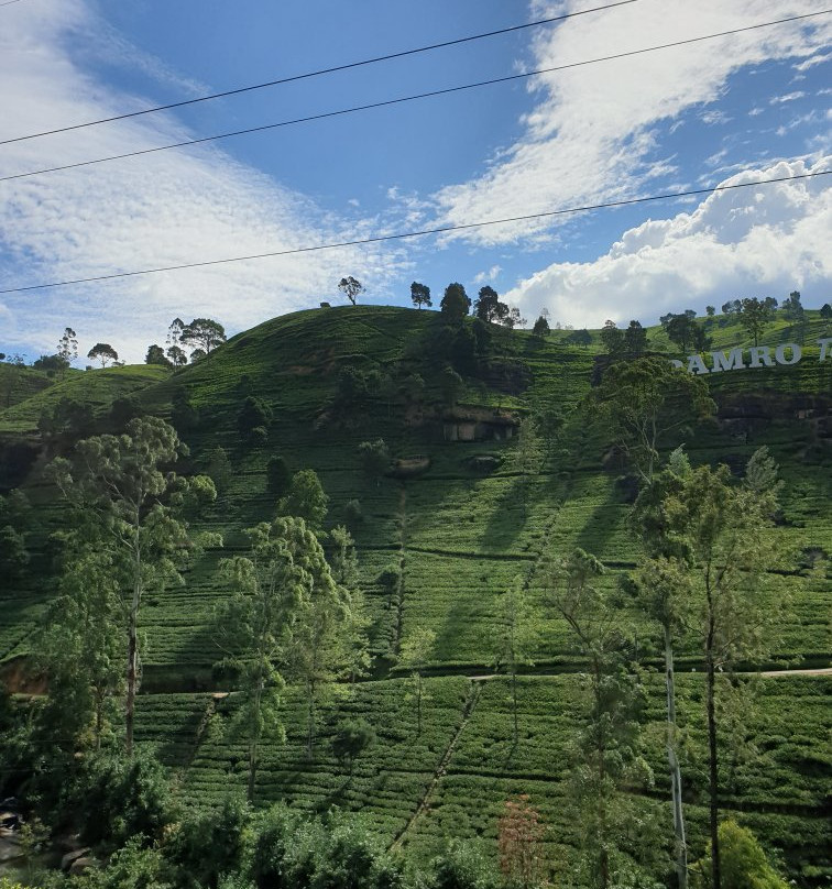 麦克伍兹茶工场-奴娃拉伊利雅必去景点