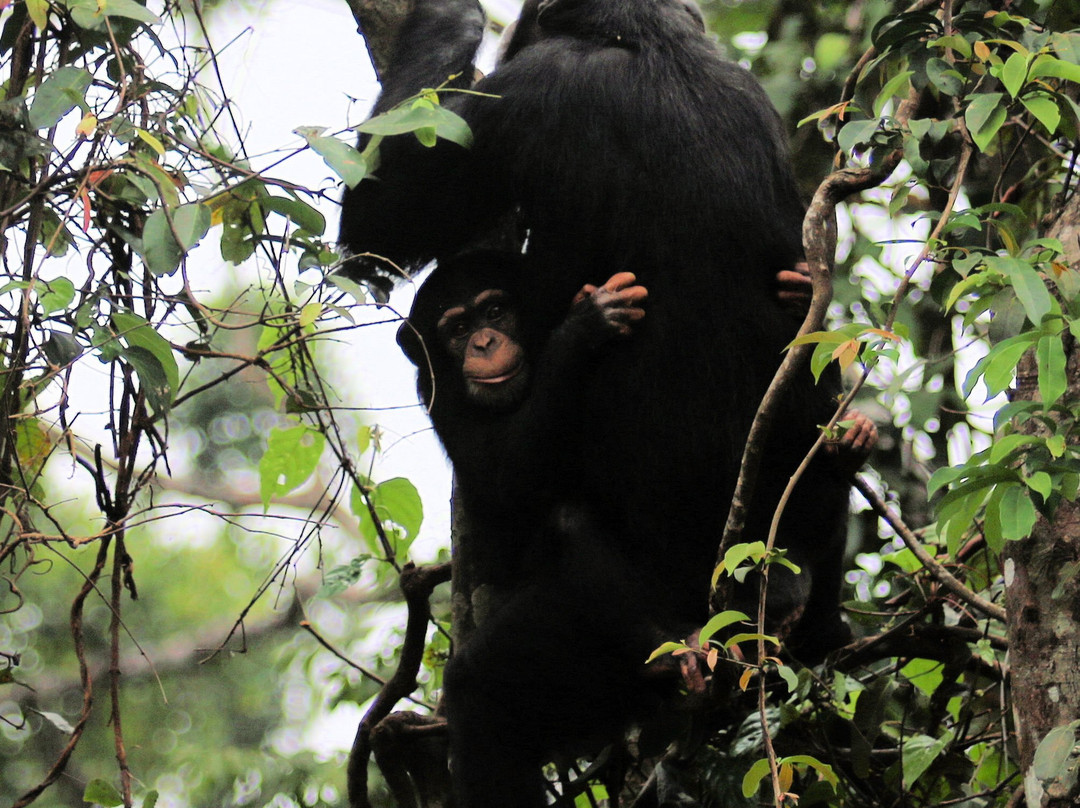 Tacugama Chimpanzee Sanctuary-弗里敦必去景点