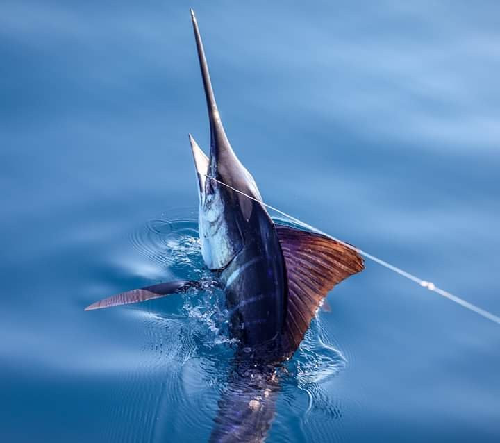 Baja's Awesome Sportfishing景点图片