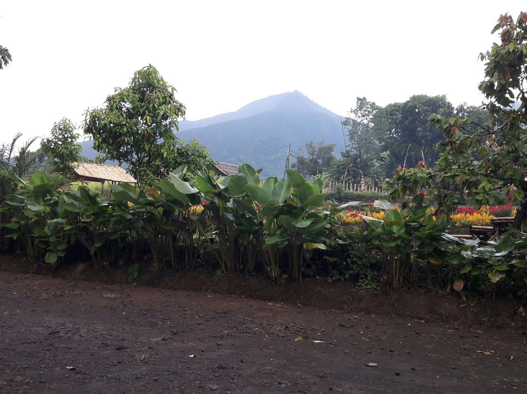 Jatiharum Luwak Coffee Plantation景点图片