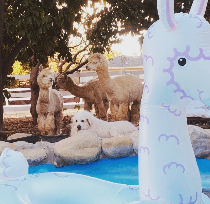 Acacia Mansion主图