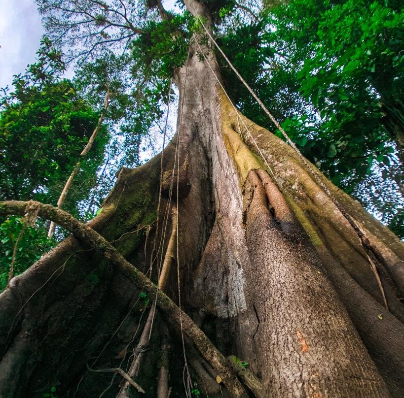 亚马逊新奇库伊山林小屋主图