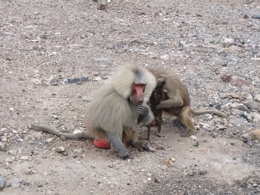 DJIB TOUR & TRAVEL-Tadjoura必去景点