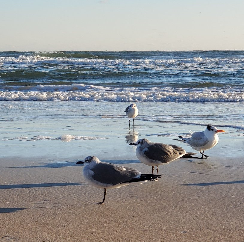 Mary McLeod Bethune Beach Park景点图片