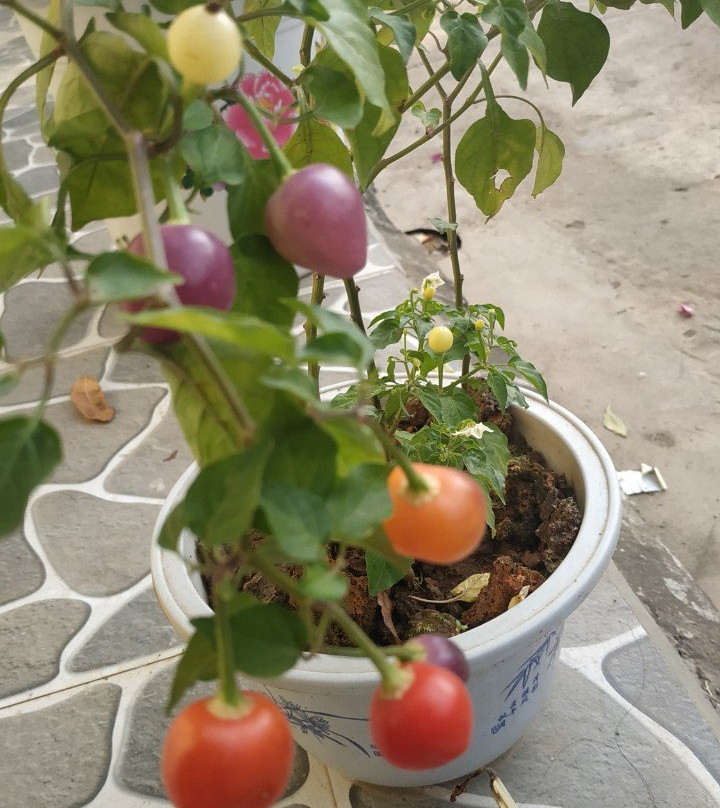 Tam Coc Moon Homestay主图
