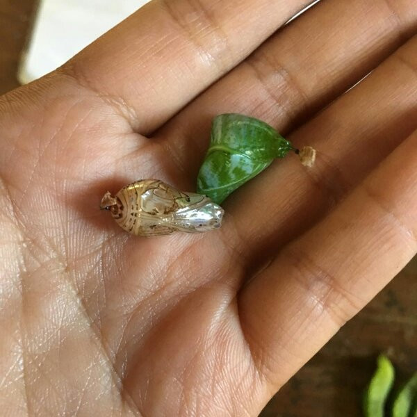 Zanzibar Butterfly Centre-桑给巴尔岛必去景点