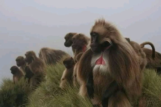 Roha lalibela free walking tour-拉利贝拉必去景点