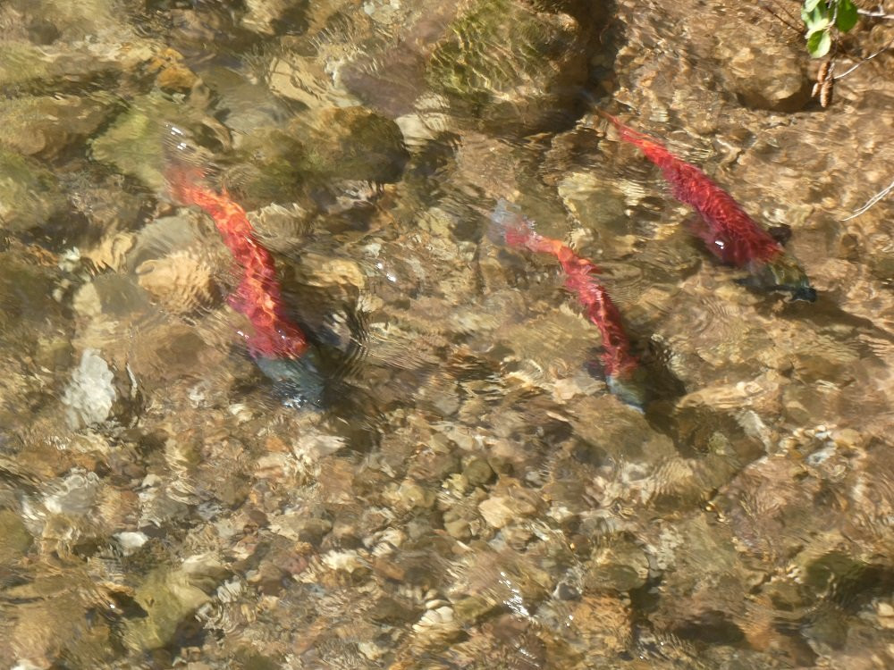 Sheep Creek Geological Loop-马尼拉必去景点