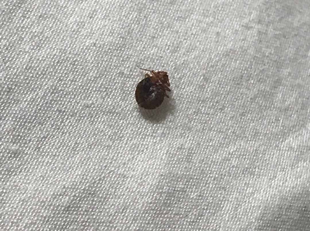 Country Inn & Suites by Radisson, St. Peters, MO主图