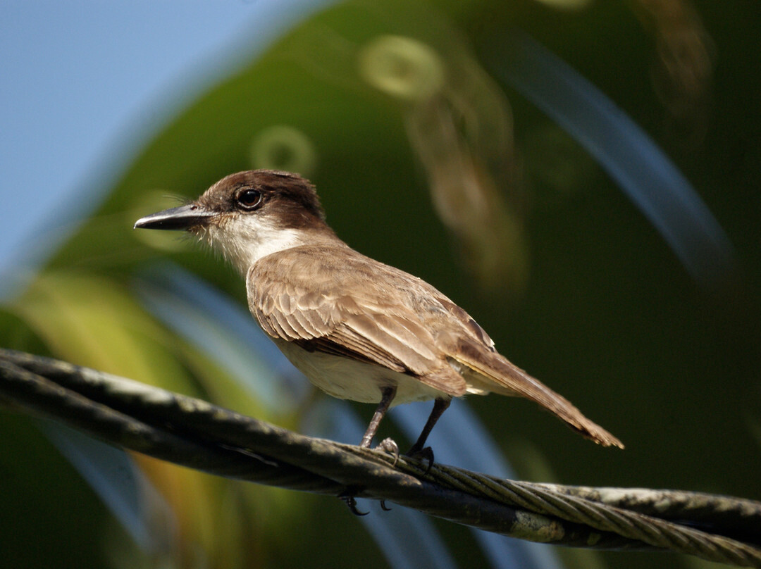 Gabriel Lugo Birding Tour Guide-巴塞罗那塔必去景点