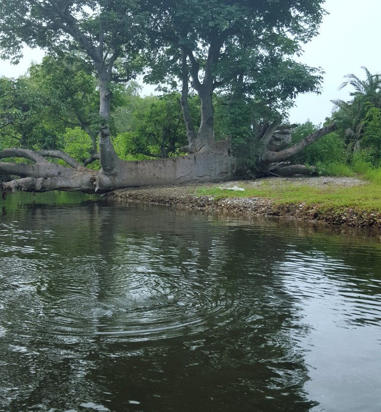 Gambia Kayaking景点图片