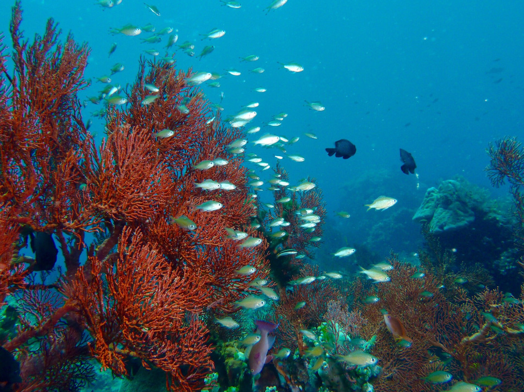 巴厘岛欧洲潜水景点图片