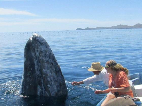 Magdalena Bay Whales景点图片