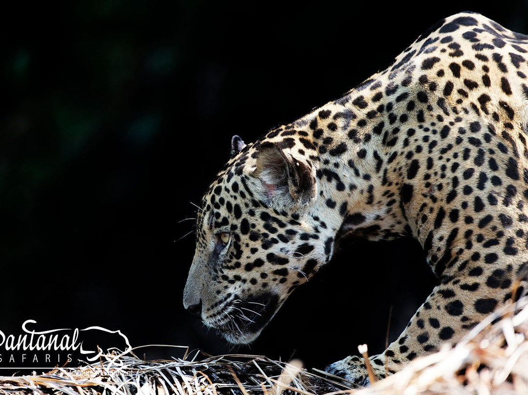 Pantanal Safaris景点图片