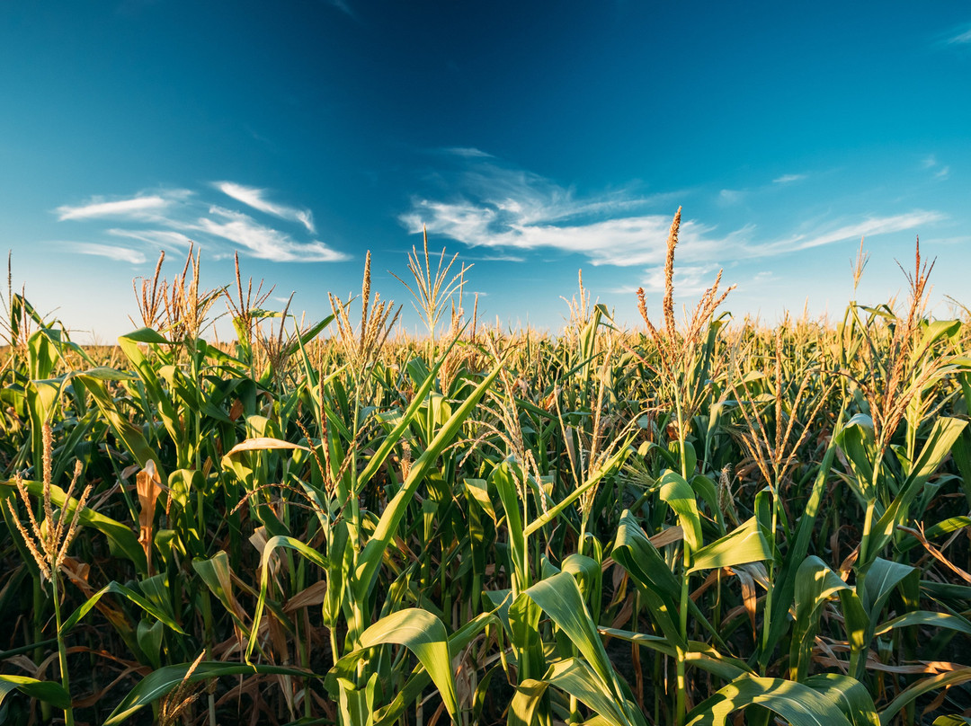 Milliken旅游景点-Fritzler's Corn Maize