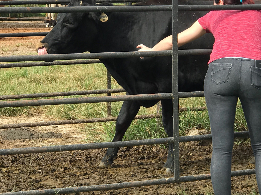 Wedowee旅游景点-West Georgia Creamery