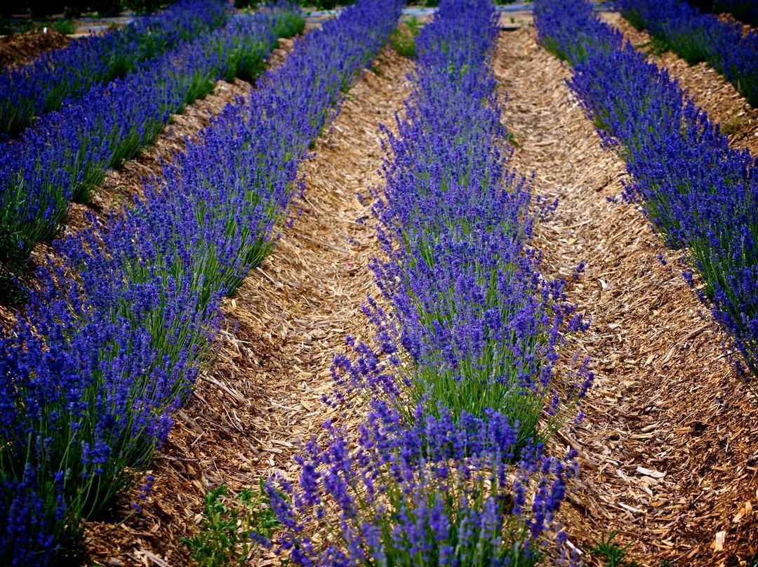 Sprigs & Sprouts Lavender Farm-Palisade必去景点
