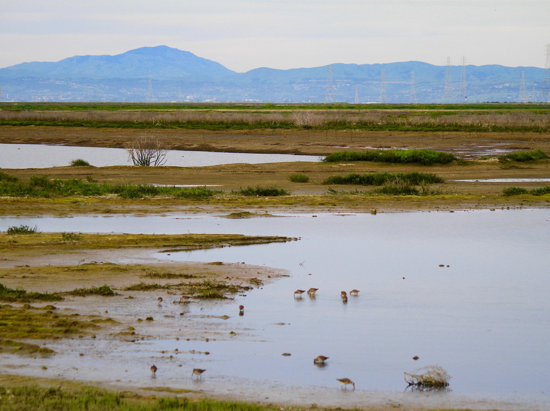 雷德伍德城旅游景点-Bair Island