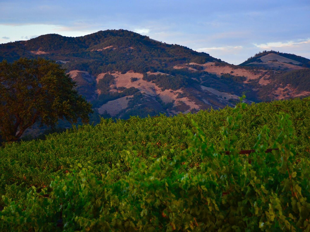 MacLeod Family Vineyard景点图片