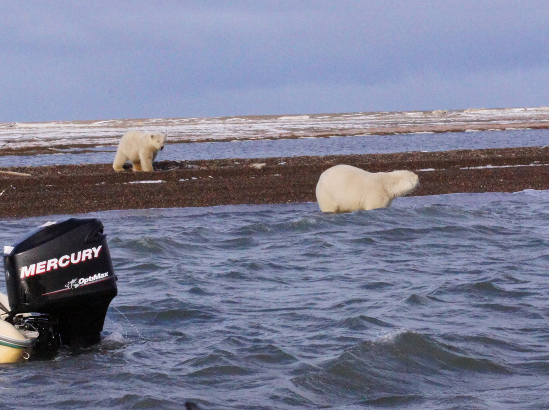 Warbelow's Air Ventures - Polar Bear Tour景点图片