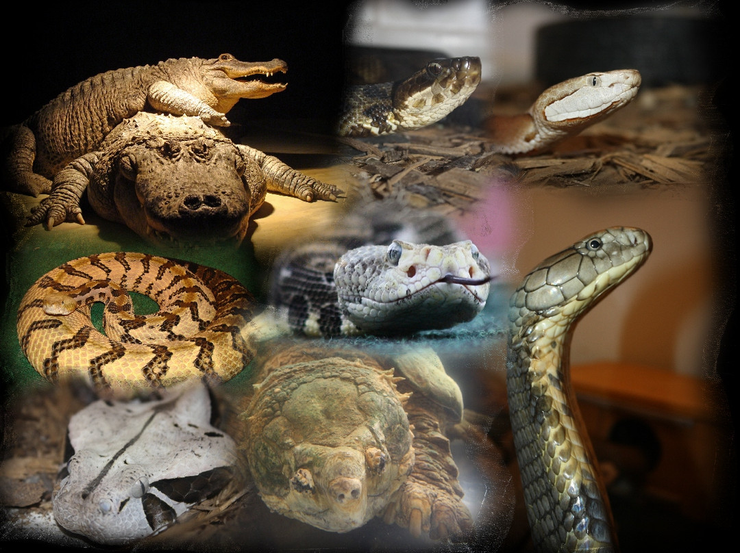 Luray Zoo - A Rescue Zoo