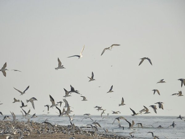 Nakhiloo Island-Bushehr Province必去景点