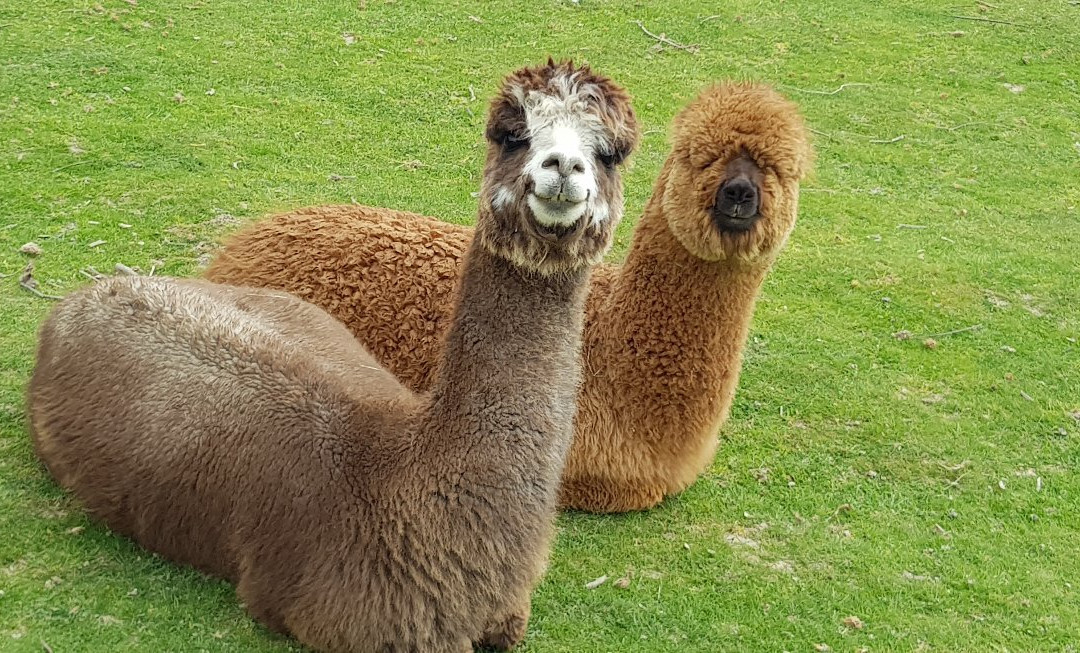 Windy Park Alpacas-Pipers River必去景点