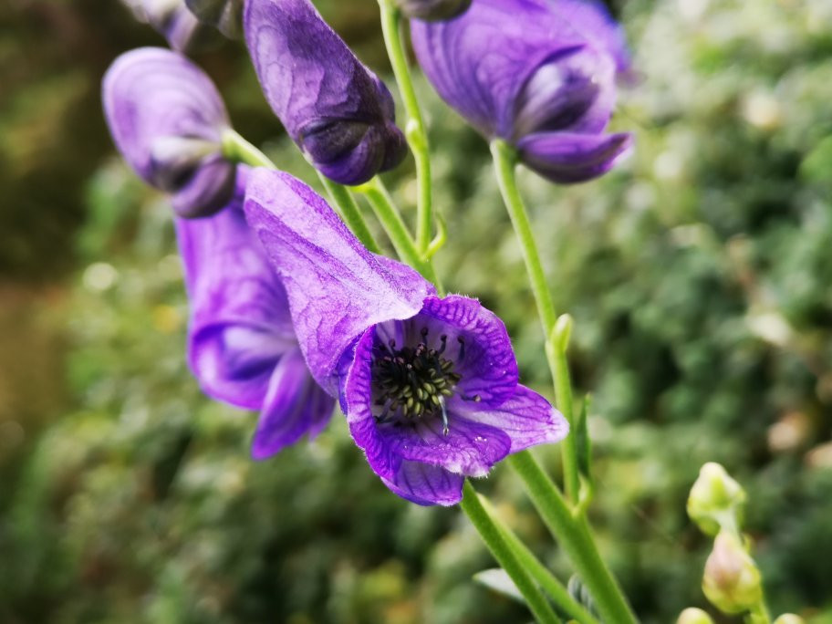 Hochdorfer Garten景点图片