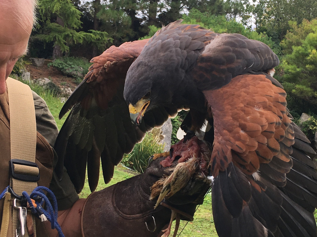 Roedel Falconry-纽伯里必去景点