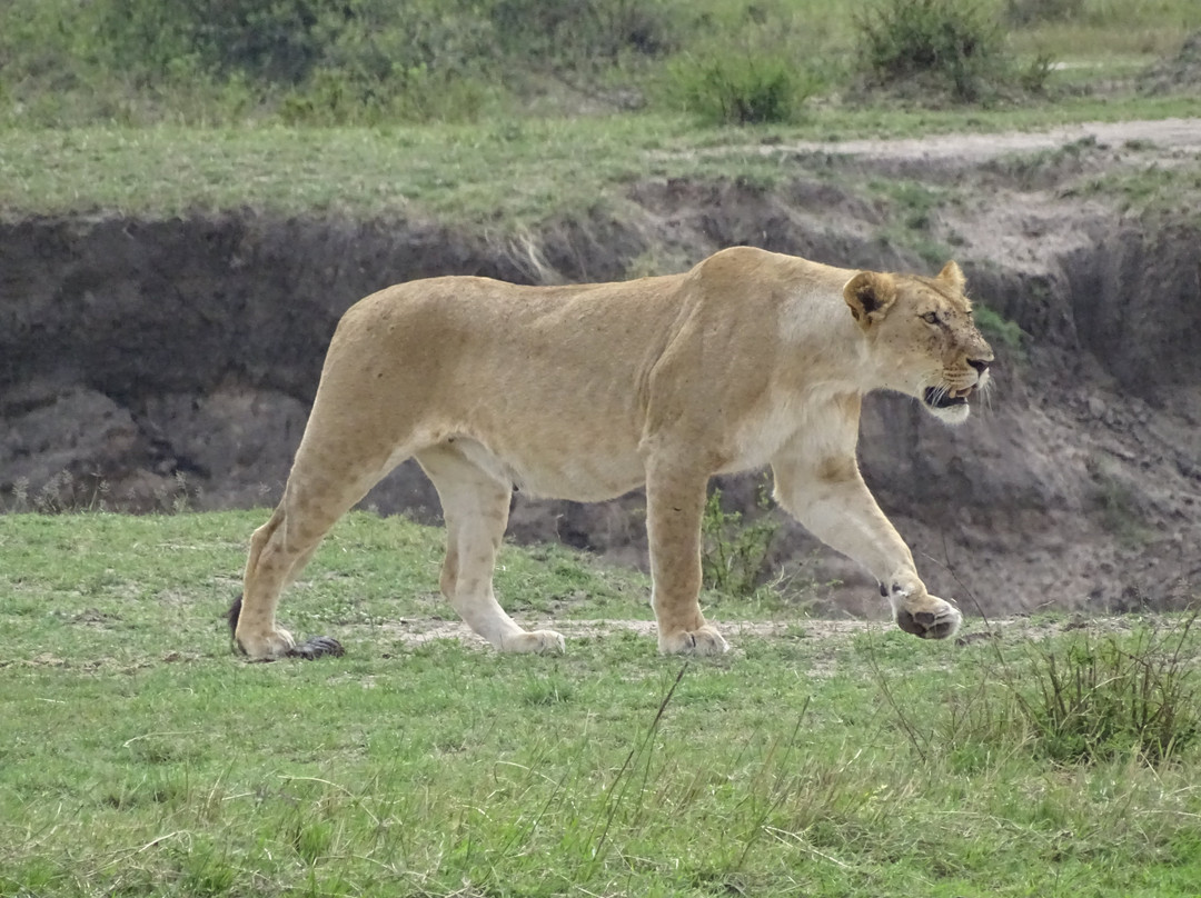 Pottos Adventures-阿鲁沙必去景点