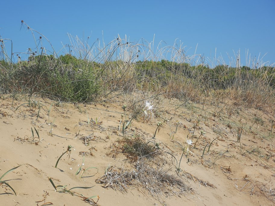Spiaggia dei Gigli-Isola di Capo Rizzuto必去景点