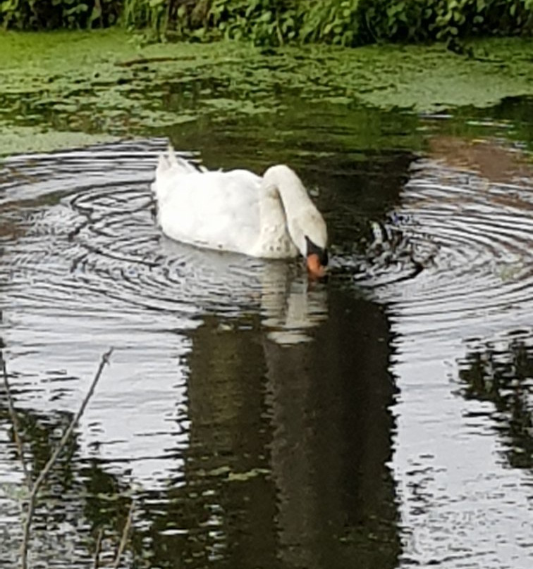 Earsham Wetland Centre景点图片