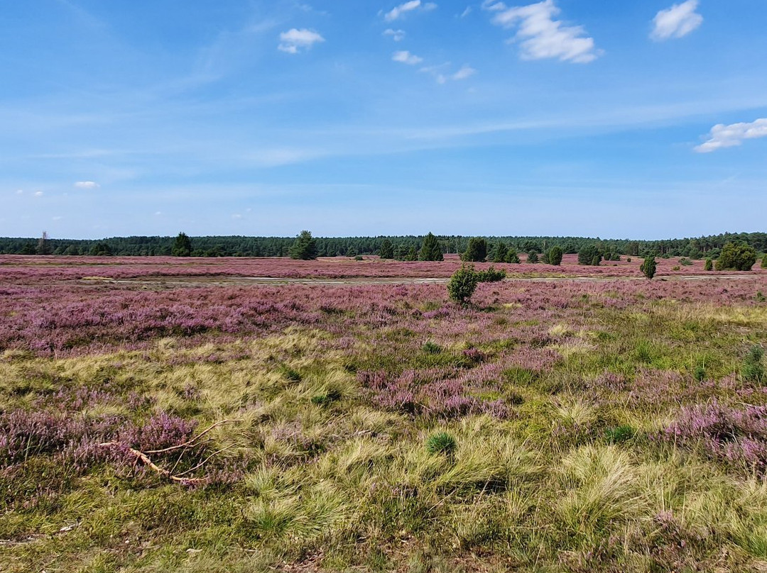 Naturpark Lüeneburger Heide-Egestorf必去景点