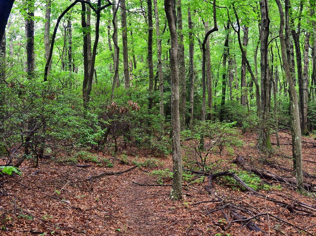 Doughton Park Campground and National Recreation Area景点图片