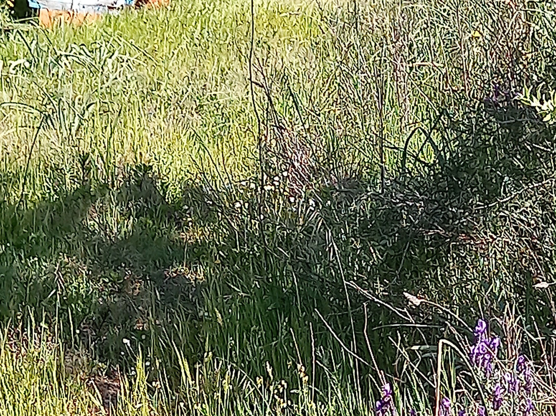 Foresta Demaniale Di Su Filigosu