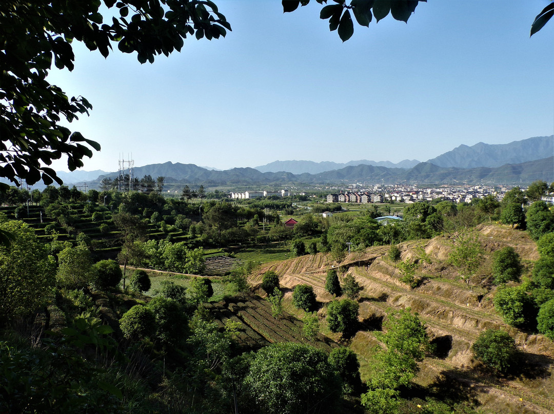 大木山骑行茶园景区-松阳县必去景点