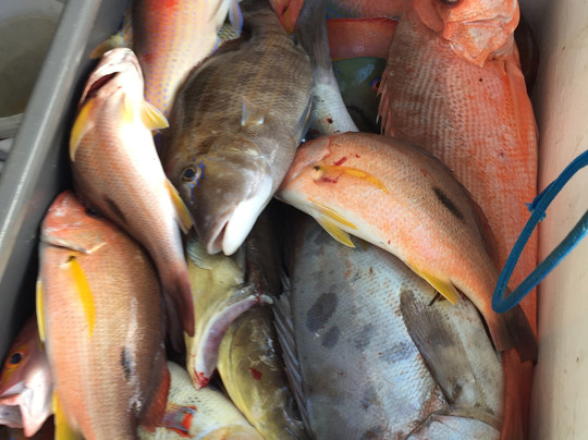 1770 Creek2reef Fishing Charters-1770镇必去景点