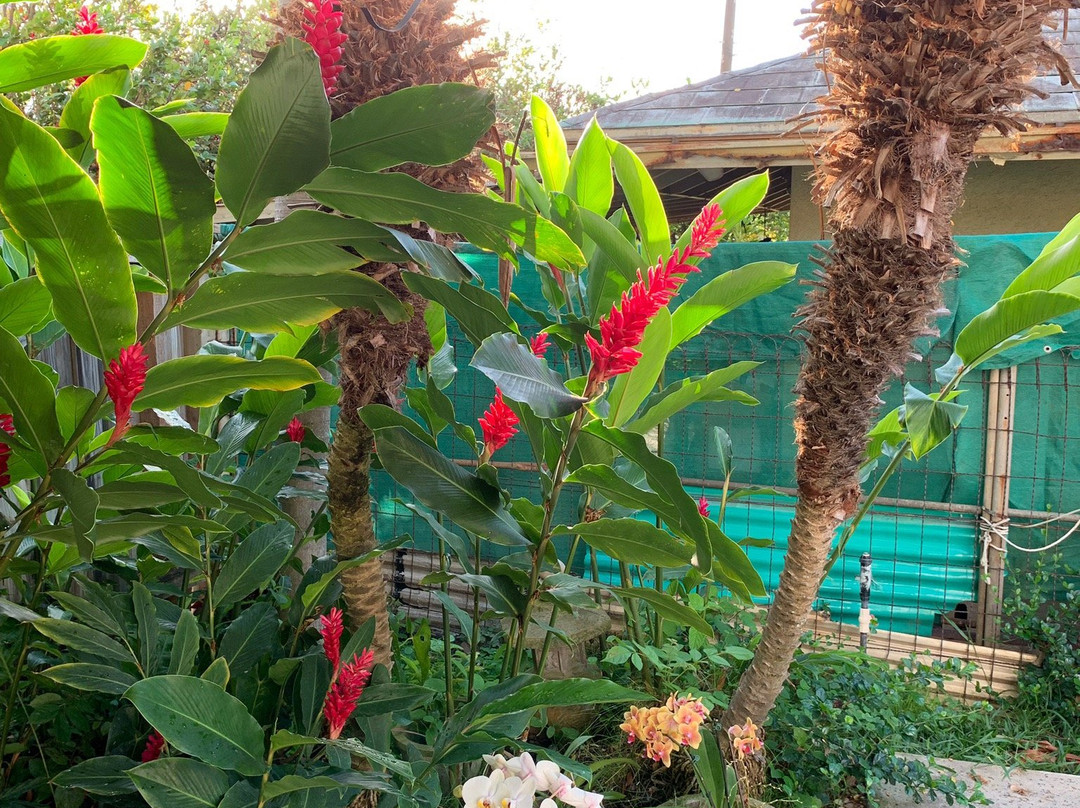 Wailuku Guesthouse主图