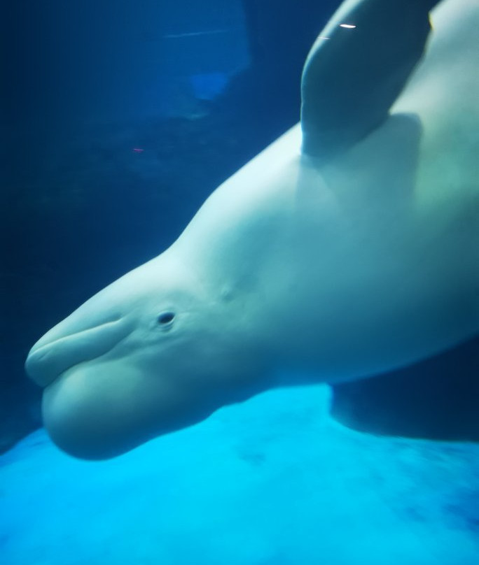 武汉极地海洋世界-武汉市必去景点