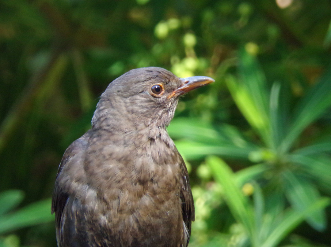 Carreg Dhu-St Mary's必去景点