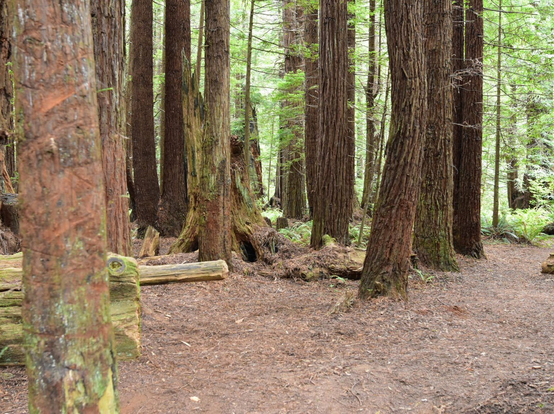 Redwoods KOA