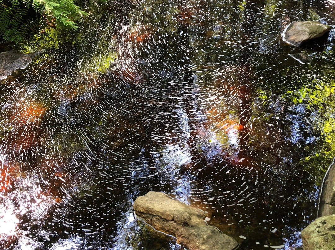 Wales Preserve-Sharon必去景点