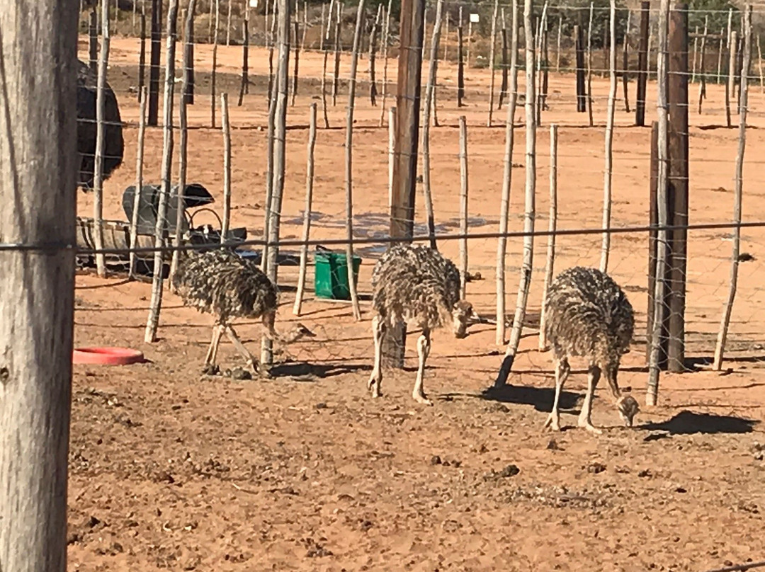 Safari Ostrich Farm景点图片